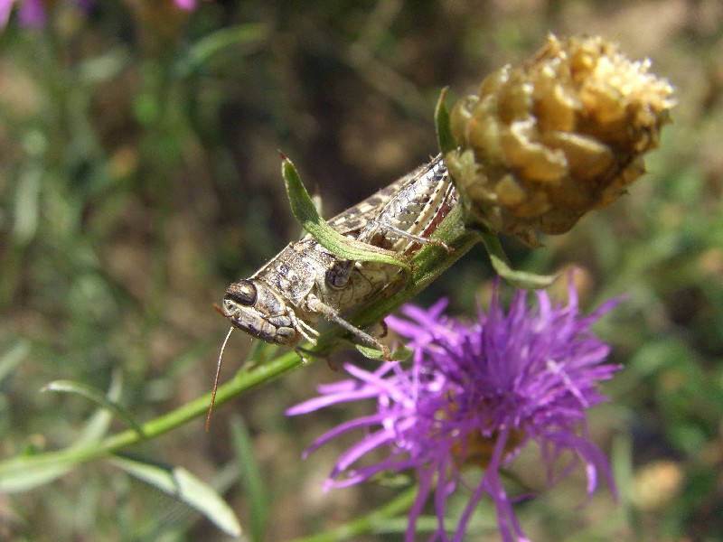 Argiope bruennichi